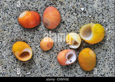 Periwinkles piana (Littorina obtusata) conchiglie sulla spiaggia Foto Stock