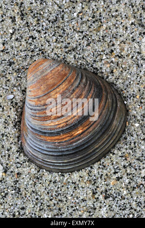 Di conchiglie fossili Corbicula fluminalis sulla spiaggia Foto Stock