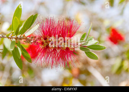 Seta persiano tree (Albizia julibrissin) fogliame e fiori Foto Stock