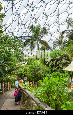 Interno della foresta pluviale Biome all'Eden Project, Bodelva, vicino a St Austell, Cornwall, England, Regno Unito Foto Stock