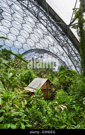 Interno della foresta pluviale Biome all'Eden Project, Bodelva, vicino a St Austell, Cornwall, England, Regno Unito Foto Stock