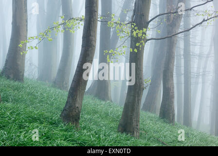 Bosco di Faggio in una nebbiosa mattina di primavera. Somerset. Regno Unito. Bluebell fogliame sul pavimento del bosco. Foto Stock