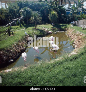 Eine Reise zur Vulkaninsel Teneriffa, Spanien 1970er Jahre. Un viaggio per l'isola vulcanica Tenerife, Spagna degli anni settanta. Foto Stock