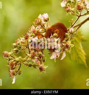 Splendido piccolo harvest topi sono molto agile piccoli animali , le loro code sono utilizzate per l'equilibrio quando arrampicata Foto Stock