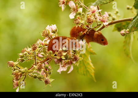 Splendido piccolo harvest topi sono molto agile piccoli animali , le loro code sono utilizzate per l'equilibrio quando arrampicata Foto Stock