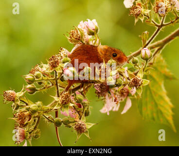 Splendido piccolo harvest topi sono molto agile piccoli animali , le loro code sono utilizzate per l'equilibrio quando arrampicata Foto Stock