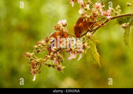 Splendido piccolo harvest topi sono molto agile piccoli animali , le loro code sono utilizzate per l'equilibrio quando arrampicata Foto Stock