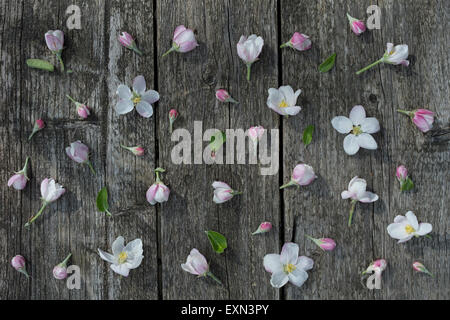 Fiori in legno stagionato Foto Stock