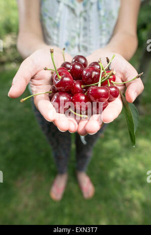 Donna che mantiene le amarene Morello Foto Stock