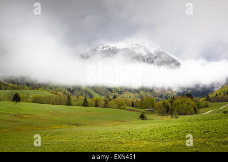 Il verde dei prati e una coperta di neve cima circondata da nubi, Bauges massiccio, vicino a Chambery, Savoie, sulle alpi francesi. Foto Stock
