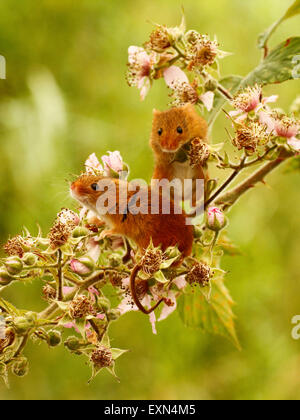 Splendido piccolo harvest topi sono molto agile piccoli animali , le loro code sono utilizzate per l'equilibrio quando arrampicata Foto Stock