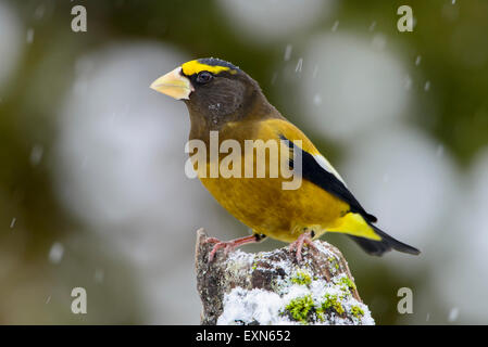 Un maschio di sera (grosbeak Coccothraustes vespertinus) in inverno, Montana Foto Stock