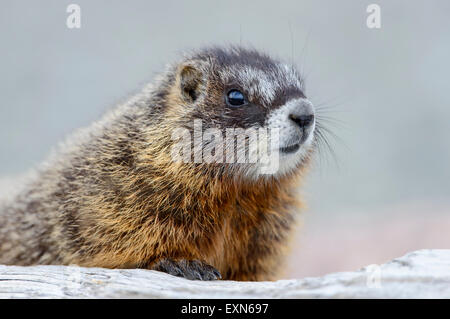 Baby Marmotta di ventre giallo (Marmota flaviventris), il Parco Nazionale di Yellowstone, Wyoming Foto Stock