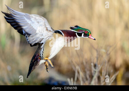 Anatra di legno Drake (Aix sponsa), Pacific Northwest Foto Stock