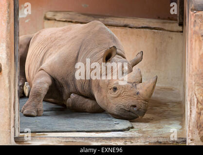 Rinoceronte nero a Paignton Zoo in Devon Foto Stock