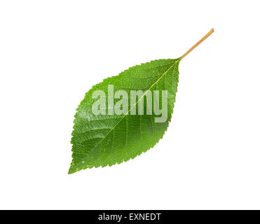 Singola foglia verde di ciliegia isolati su sfondo bianco Foto Stock