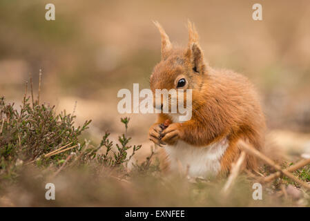 Scoiattolo rosso,scoiattolo, fauna selvatica, marrone, rosso, occhio, pelliccia, grazioso, roditori, di natura, mammifero, coda, foresta, cercando, selvatici, animale, di bellezza Foto Stock