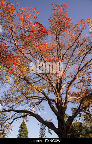 Liquidambar albero, Liquidambar styraciflua, noto come 'sweet gum', Royal Botanic Gardens, Sydney, Australia Foto Stock