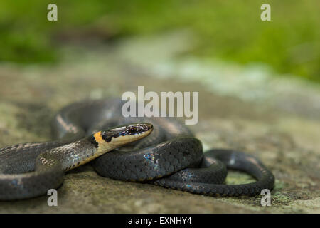 Serpente di Ringneck Foto Stock