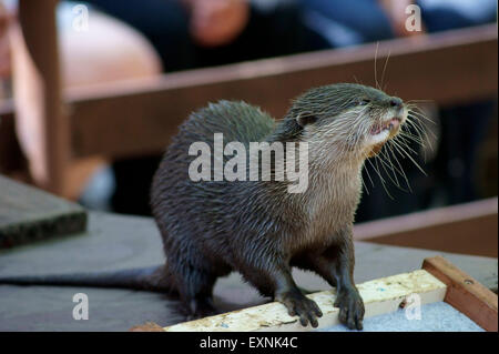 Artigli lontra Foto Stock