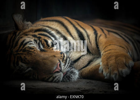 Tigre del Bengala dormire sul pavimento Foto Stock