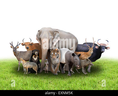 Gruppo di asia animali con fresca erba verde su sfondo bianco Foto Stock