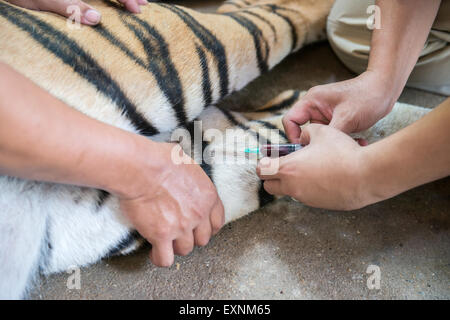 Veterinario e zookeeper getting il sangue prelevato dal tiger Foto Stock