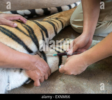 Veterinario e zookeeper getting il sangue prelevato dal tiger Foto Stock