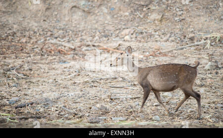 Il Porco cervo o Hyelaphus porcinus Foto Stock