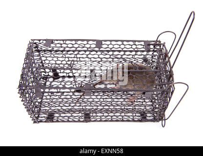 Rat Trap davanti a uno sfondo bianco Foto Stock