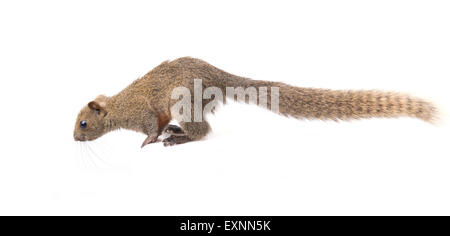 Rosso-scoiattolo panciuto sedersi su sfondo bianco Foto Stock