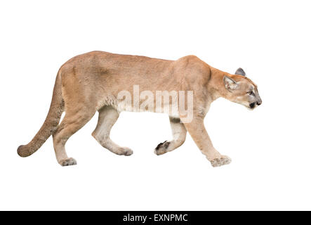 Puma o cougar isolati su sfondo bianco Foto Stock