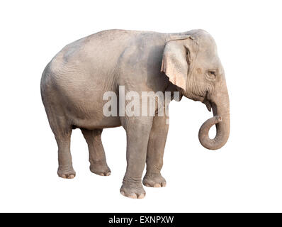 Femmina di elefante asiatico isolato su sfondo bianco Foto Stock