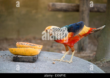 Beautiful Golden Pheasant in zoo Foto Stock