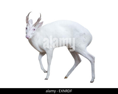 Albino barking deer isolati su sfondo bianco Foto Stock