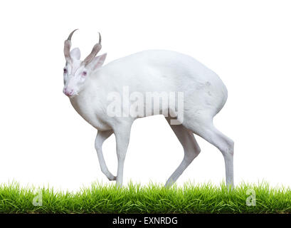 Albino barking deer con erba verde isolato su sfondo bianco Foto Stock