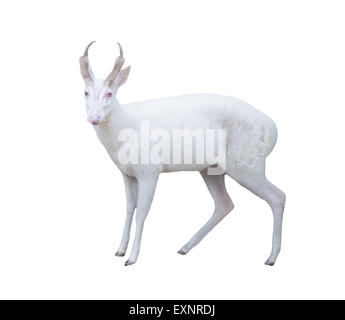Albino barking deer isolati su sfondo bianco Foto Stock