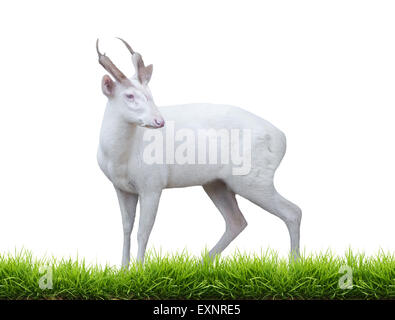 Albino barking deer con erba verde isolato su sfondo bianco Foto Stock