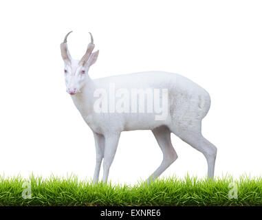 Albino barking deer con erba verde isolato su sfondo bianco Foto Stock