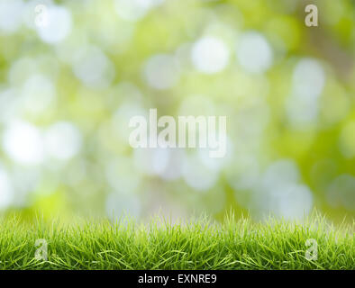 fresh green grass with defocus background Foto Stock