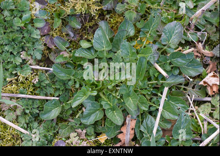 Wintercress comune, Barbarea vulgaris, piante sui rifiuti di terreni agricoli, Berkshire, Marzo Foto Stock