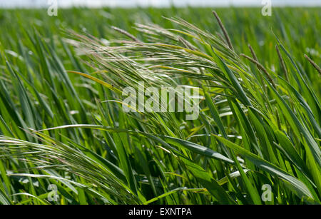 Sterile brome, Bromus sterilis e blackgrass, Alopecurus mvosuroides, voce fuori in una coltivazione di grano, Berkshire, Giugno Foto Stock