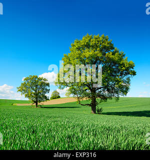 Solitaria quercia (Quercus sp.) in cornfield durante la primavera, Burgenlandkreis, Sassonia-Anhalt, Germania Foto Stock