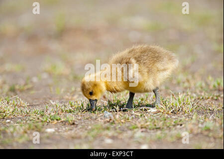 Graylag goose (Anser anser) pulcini rovistando, lago di Neusiedl, Burgenland, Austria Foto Stock