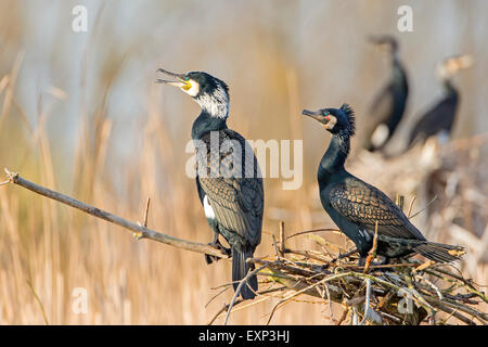 Grande cormorano (Phalacrocorax carbo) presso il nido di colonia di allevamento, Riserva della Biosfera dell'Elba centrale, Sassonia-Anhalt, Germania Foto Stock