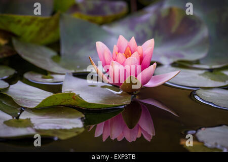 Ninfea Bianca (Nymphaea sp.), Baden-Wuerttemberg Foto Stock