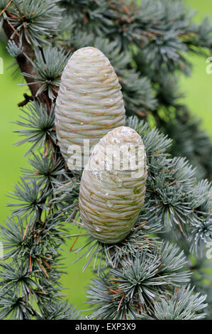 Atlas Blue cedro (Cedrus atlantica cv. glauca), aghi e coni immaturi, Nord Reno-Westfalia, Germania Foto Stock