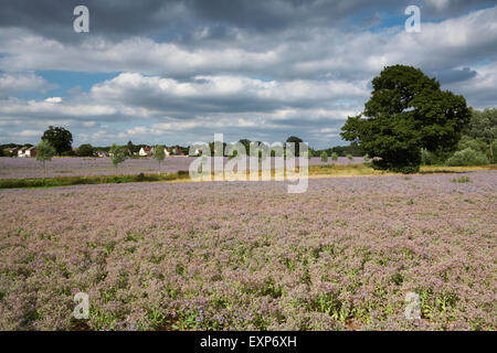 Gran Bretagna Inghilterra Essex Copford campi di borragine Foto Stock