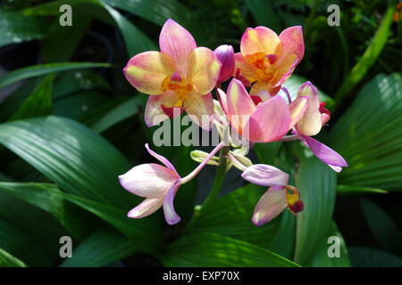 Spathoglottis Plicata orchidee rosa con verde sfondo sfocato Foto Stock