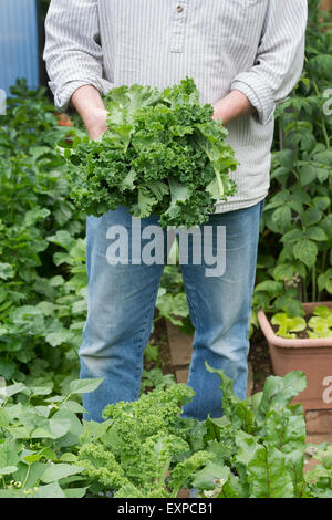 Brassica oleracea. Giardiniere holding Kale raccolte Foto Stock